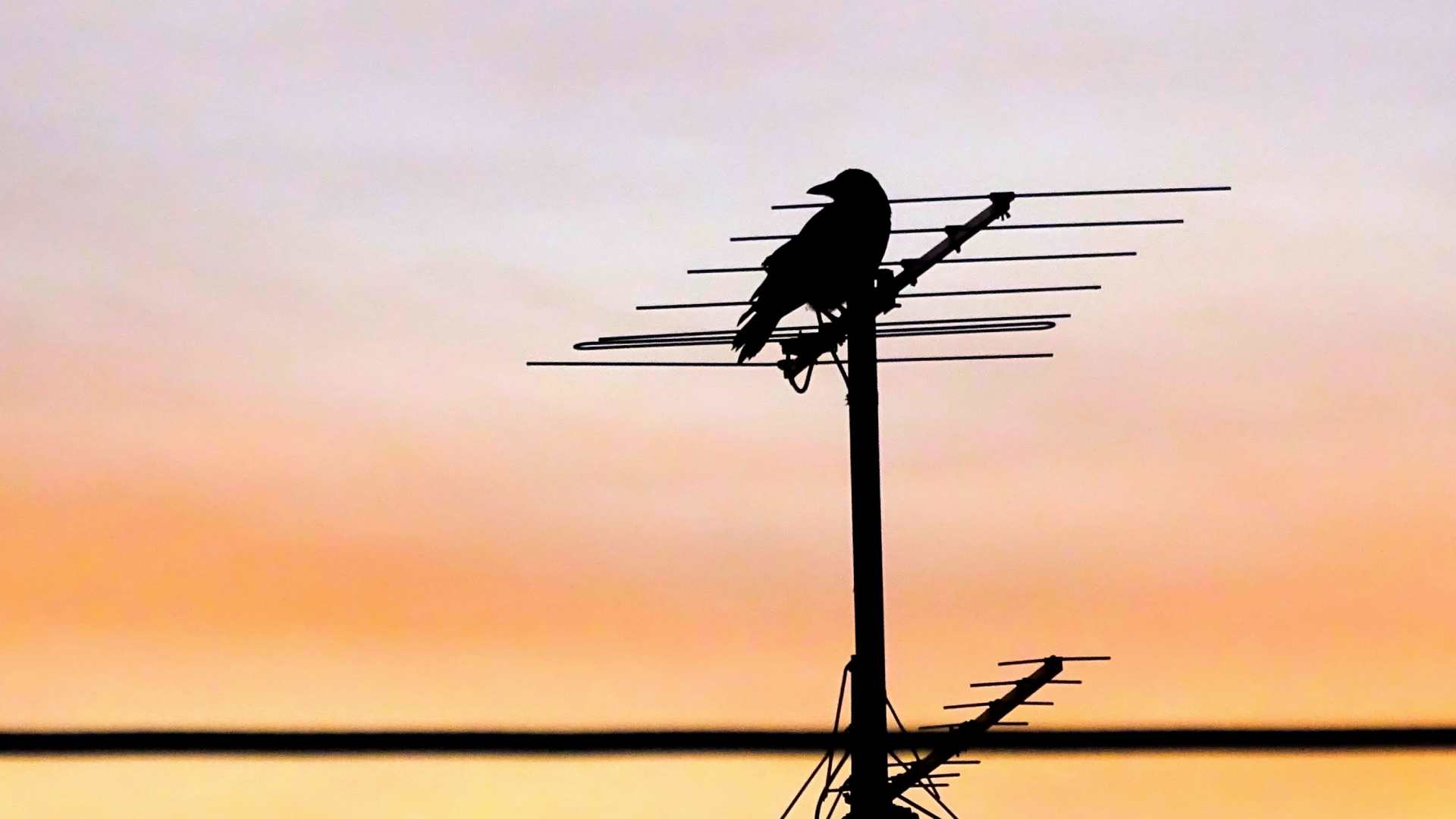 Silhouette of a bird perched on a rooftop TV aerial against an orange sunset sky